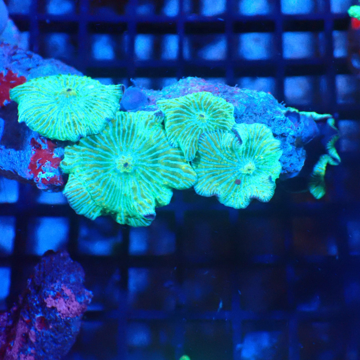 Corallimorphs Rock AA034 | Ricordea / Rhodactis sp. at Red Sea 20k →