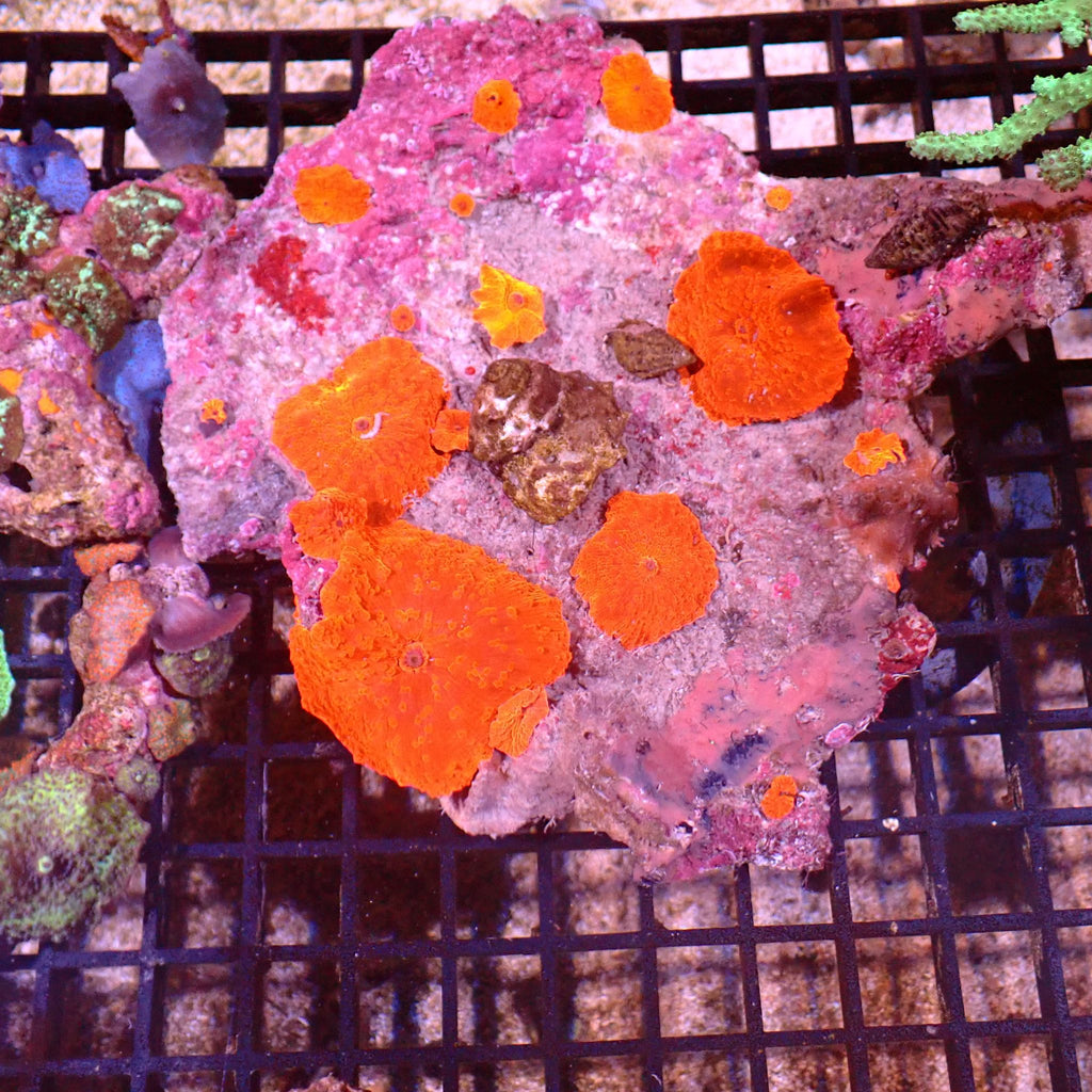 Corallimorphs Rock AA035 | Ricordea / Rhodactis sp. - Red Sea 15K