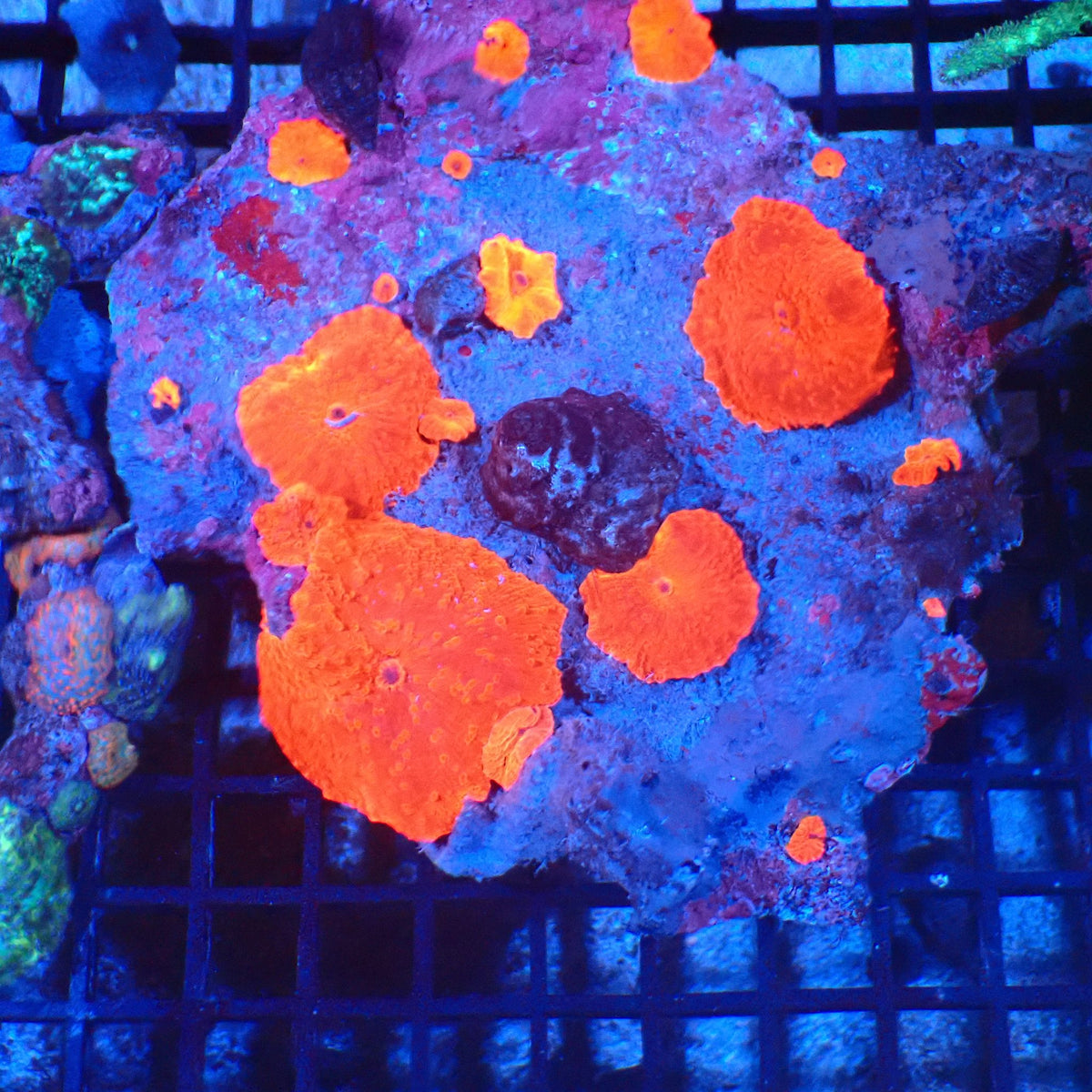 Corallimorphs Rock AA035 | Ricordea / Rhodactis sp. at Red Sea 20k →