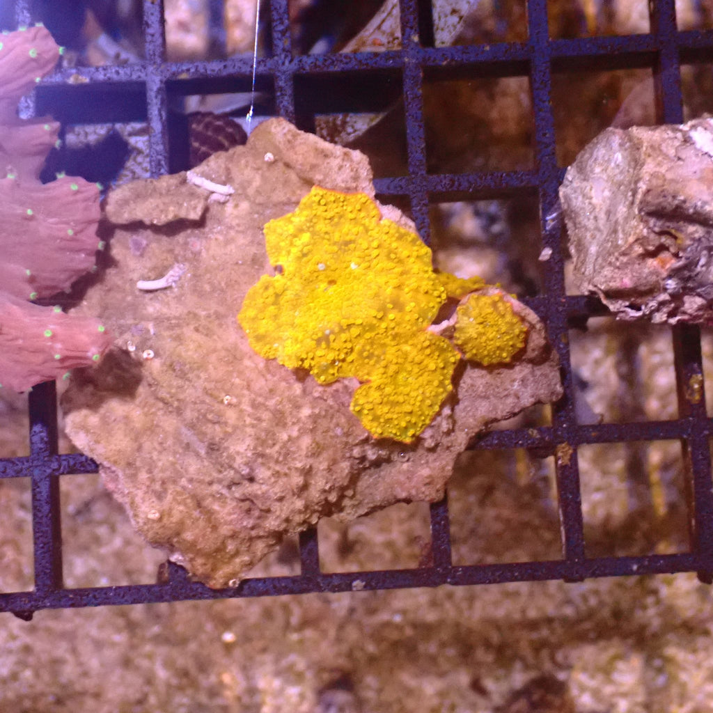 Corallimorphs Rock AA036 | Ricordea / Rhodactis sp. - Red Sea 15K