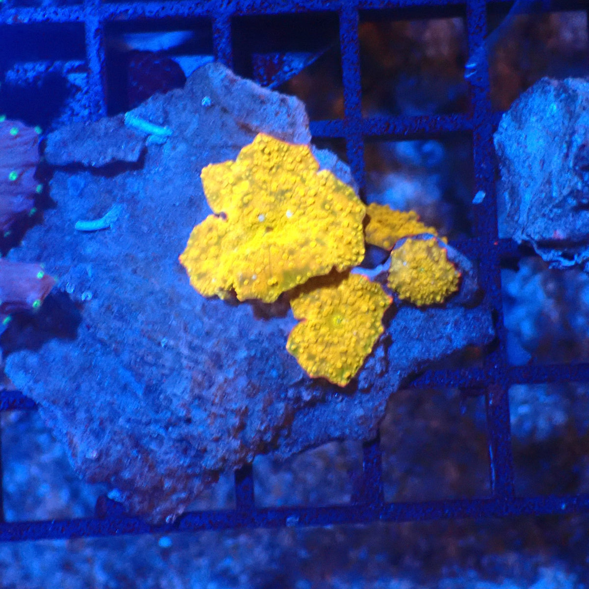 Corallimorphs Rock AA036 | Ricordea / Rhodactis sp. at Red Sea 20k →