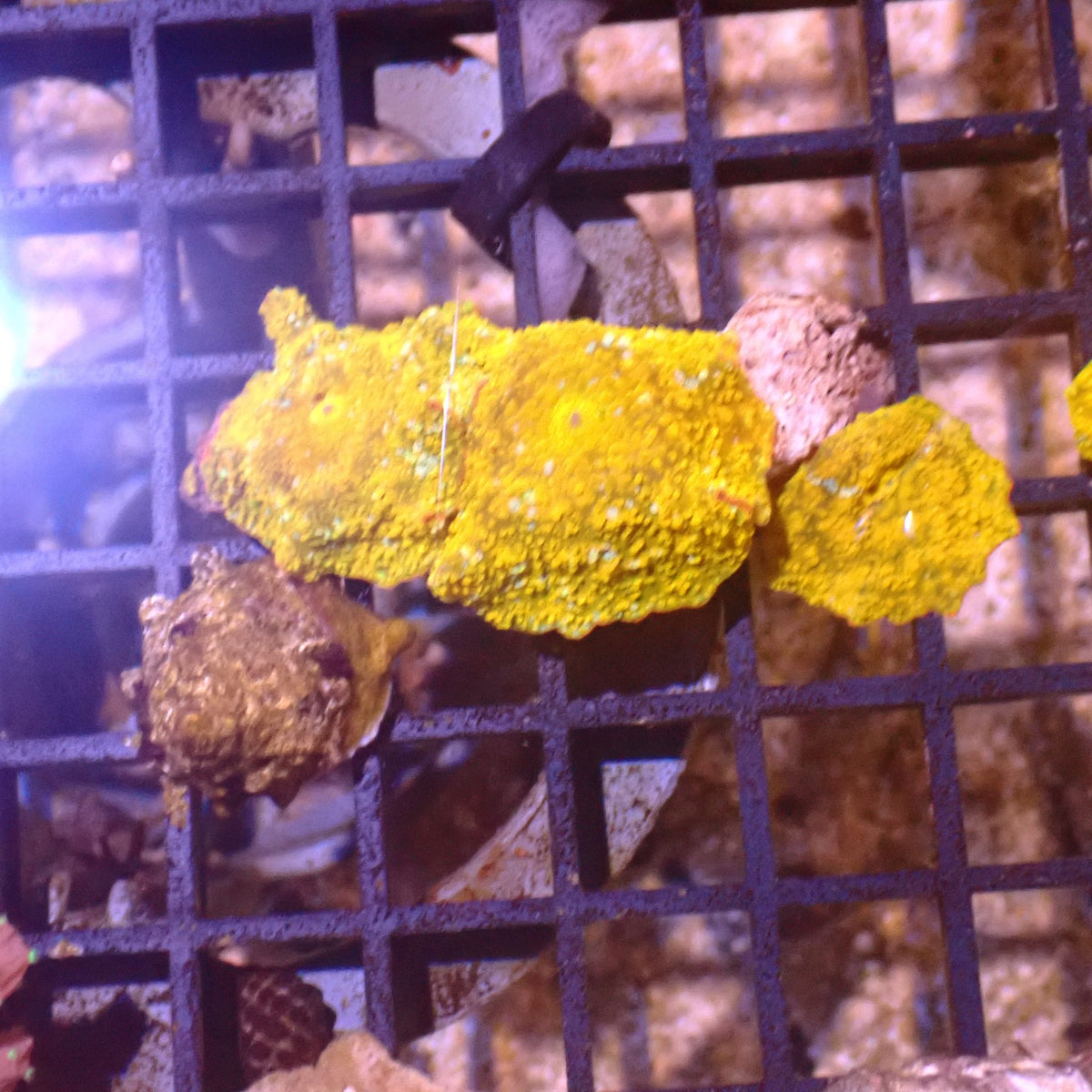 Corallimorphs Rock AA037 | Ricordea / Rhodactis sp. - Red Sea 15K