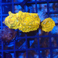 Corallimorphs Rock AA037 | Ricordea / Rhodactis sp. - Red Sea 20K LED
