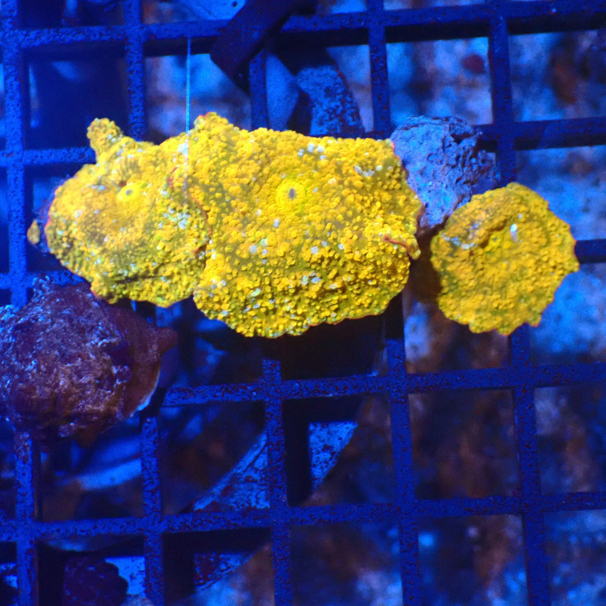 Corallimorphs Rock AA037 | Ricordea / Rhodactis sp. at Red Sea 20k →