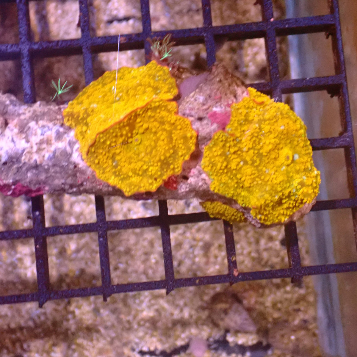 Corallimorphs Rock AA038 | Ricordea / Rhodactis sp. at ← Red Sea 15k