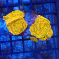 Corallimorphs Rock AA038 | Ricordea / Rhodactis sp. - Red Sea 20K LED