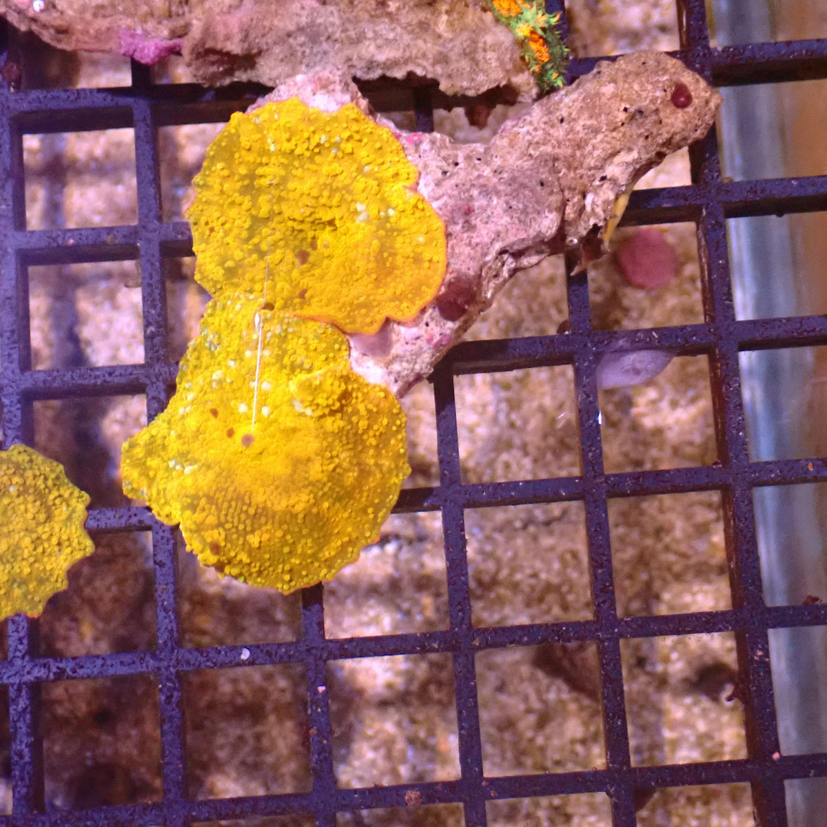 Corallimorphs Rock AA039 | Ricordea / Rhodactis sp. at ← Red Sea 15k