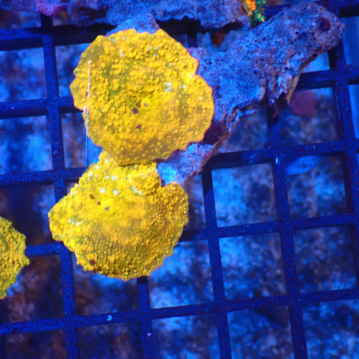 Corallimorphs Rock AA039 | Ricordea / Rhodactis sp. at Red Sea 20k →