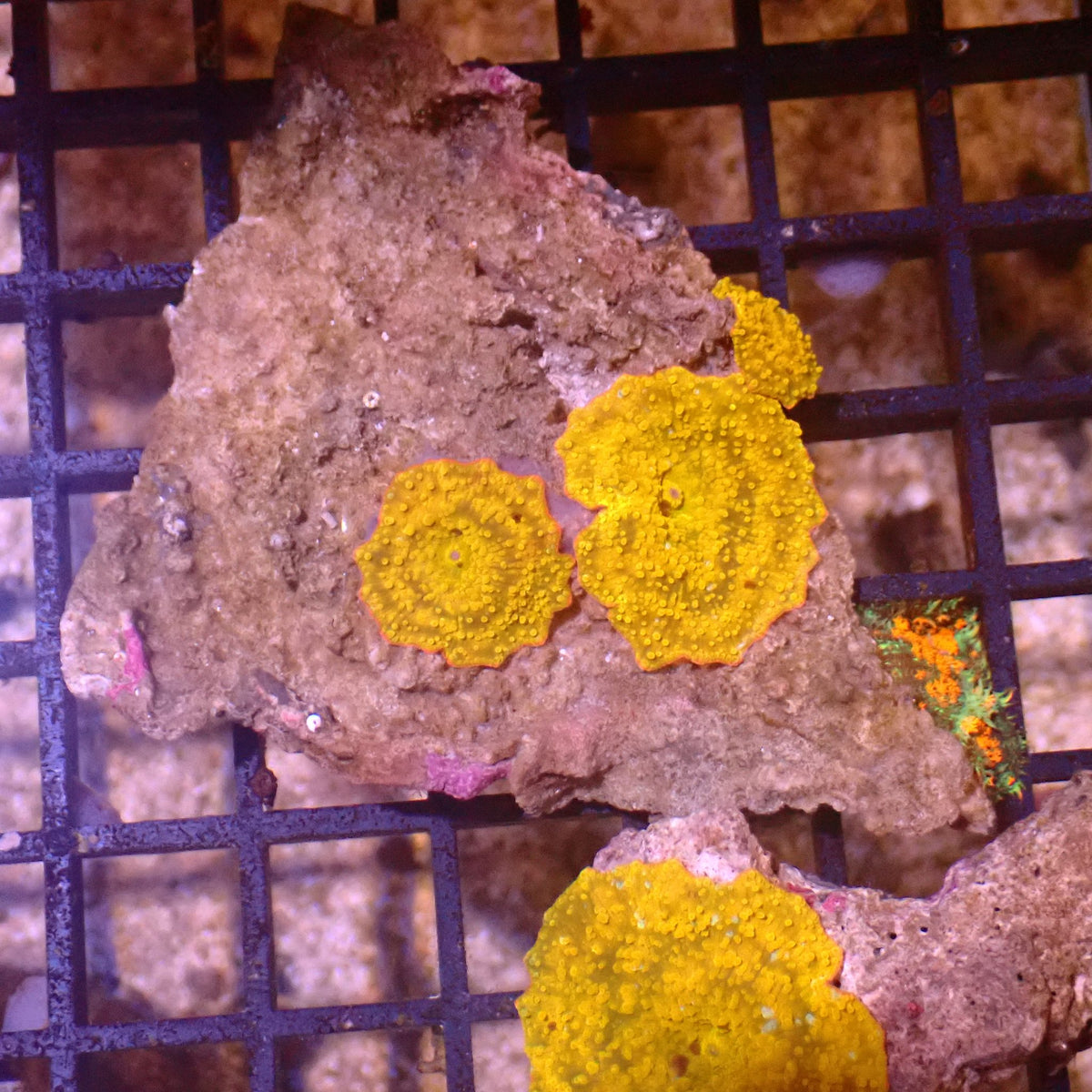 Corallimorphs Rock AA040 | Ricordea / Rhodactis sp. at ← Red Sea 15k