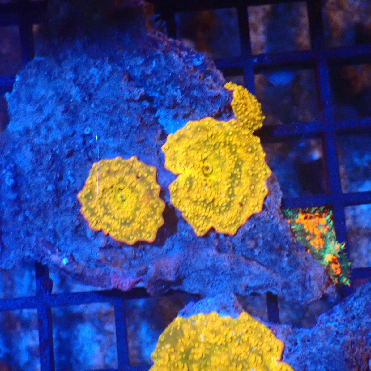 Corallimorphs Rock AA040 | Ricordea / Rhodactis sp. - Red Sea 20K LED