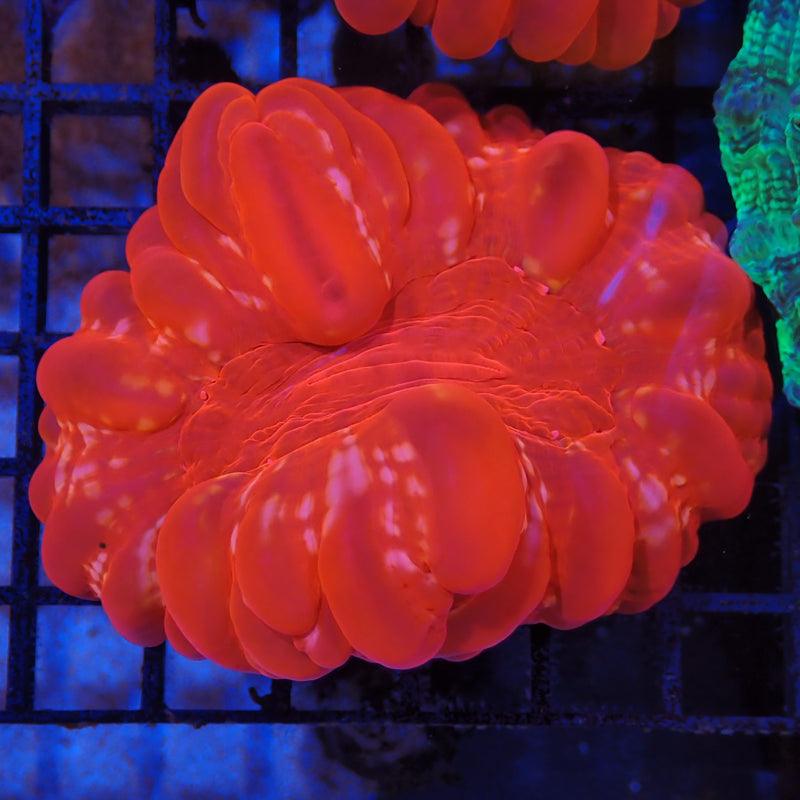 Cynarina Button Coral AA01 Cynarina lacrymalis CY8300001