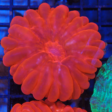 Cynarina / Button Coral AA002 | Cynarina lacrymalis