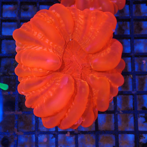 Cynarina / Button Coral AA003 | Cynarina lacrymalis