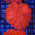 Cynarina / Button Coral AA004 | Cynarina lacrymalis