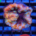 Cynarina / Button Coral AA006 | Cynarina lacrymalis