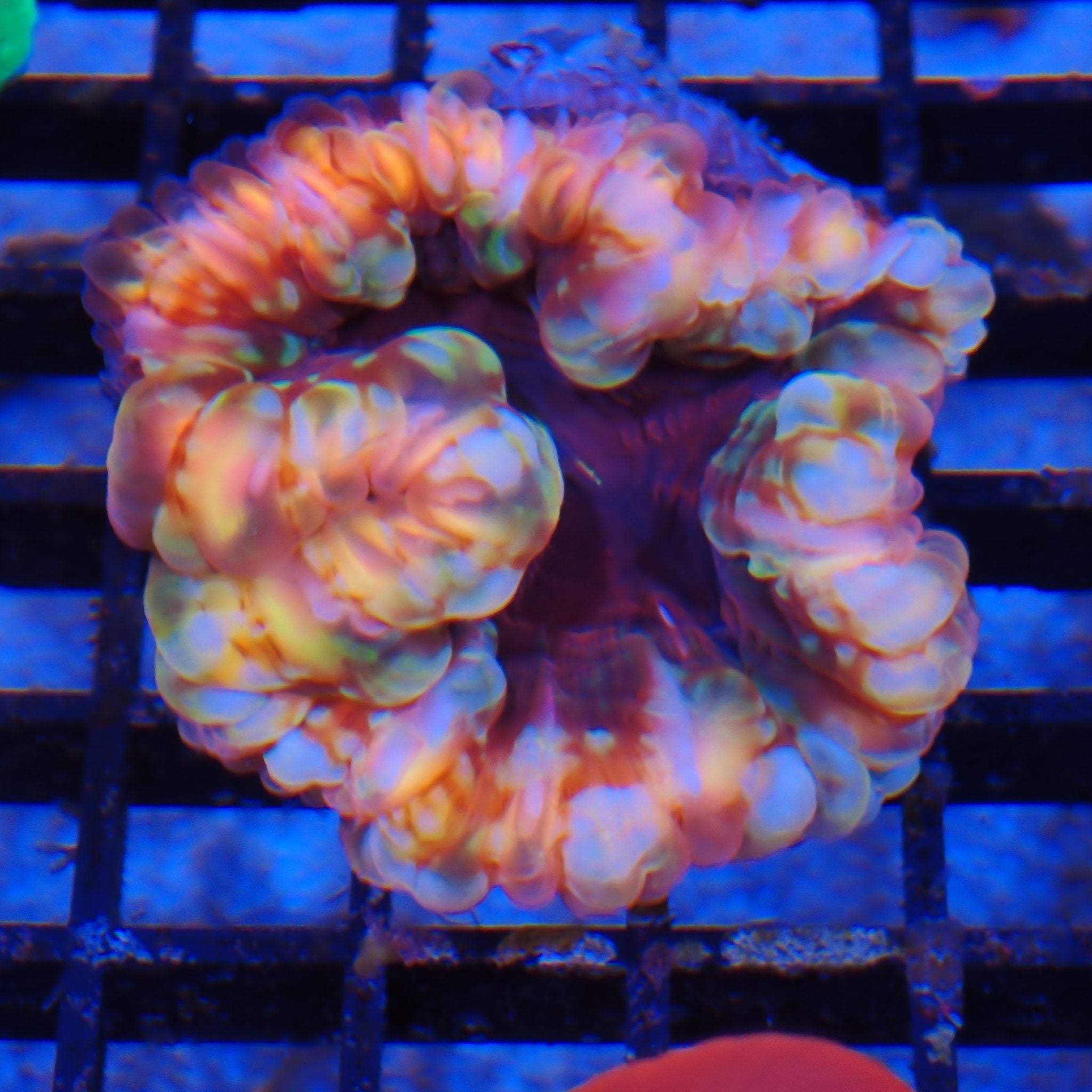 Cynarina / Button Coral AA006 | Cynarina lacrymalis