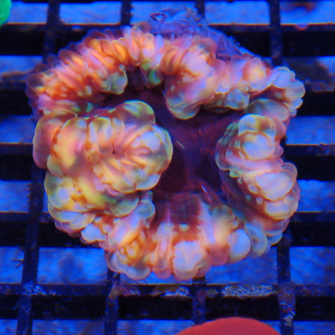 Cynarina / Button Coral AA006 | Cynarina lacrymalis