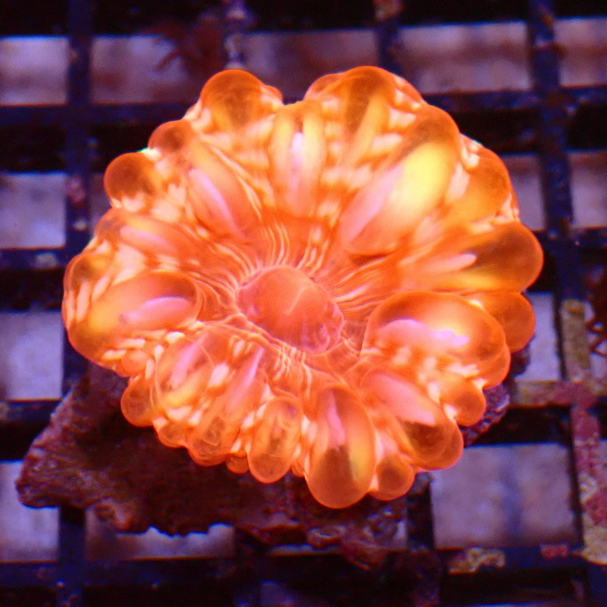 Cynarina / Button Coral AA005 | Cynarina lacrymalis - Red Sea 15K