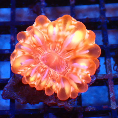 Cynarina / Button Coral AA005 | Cynarina lacrymalis - Red Sea 20K LED
