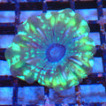 Cynarina / Button Coral AA006 | Cynarina lacrymalis - Red Sea 20K LED