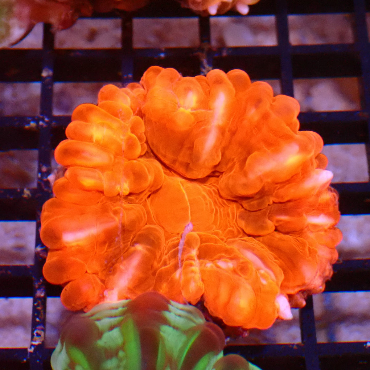 Cynarina / Button Coral AA007 | Cynarina lacrymalis at ← Red Sea 15k