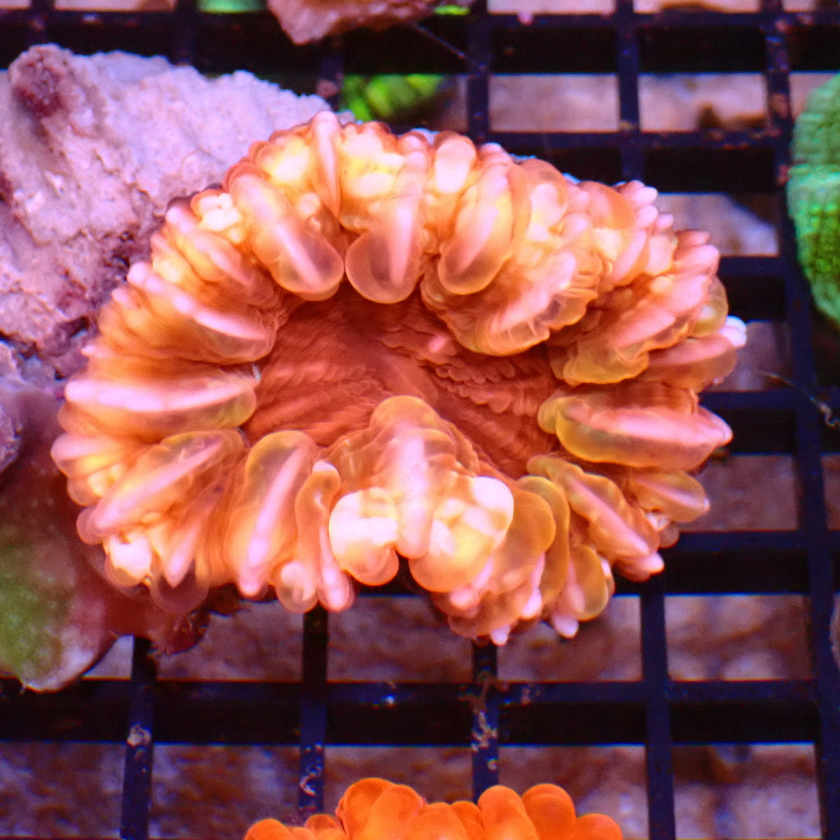 Cynarina / Button Coral AA008 | Cynarina lacrymalis at ← Red Sea 15k