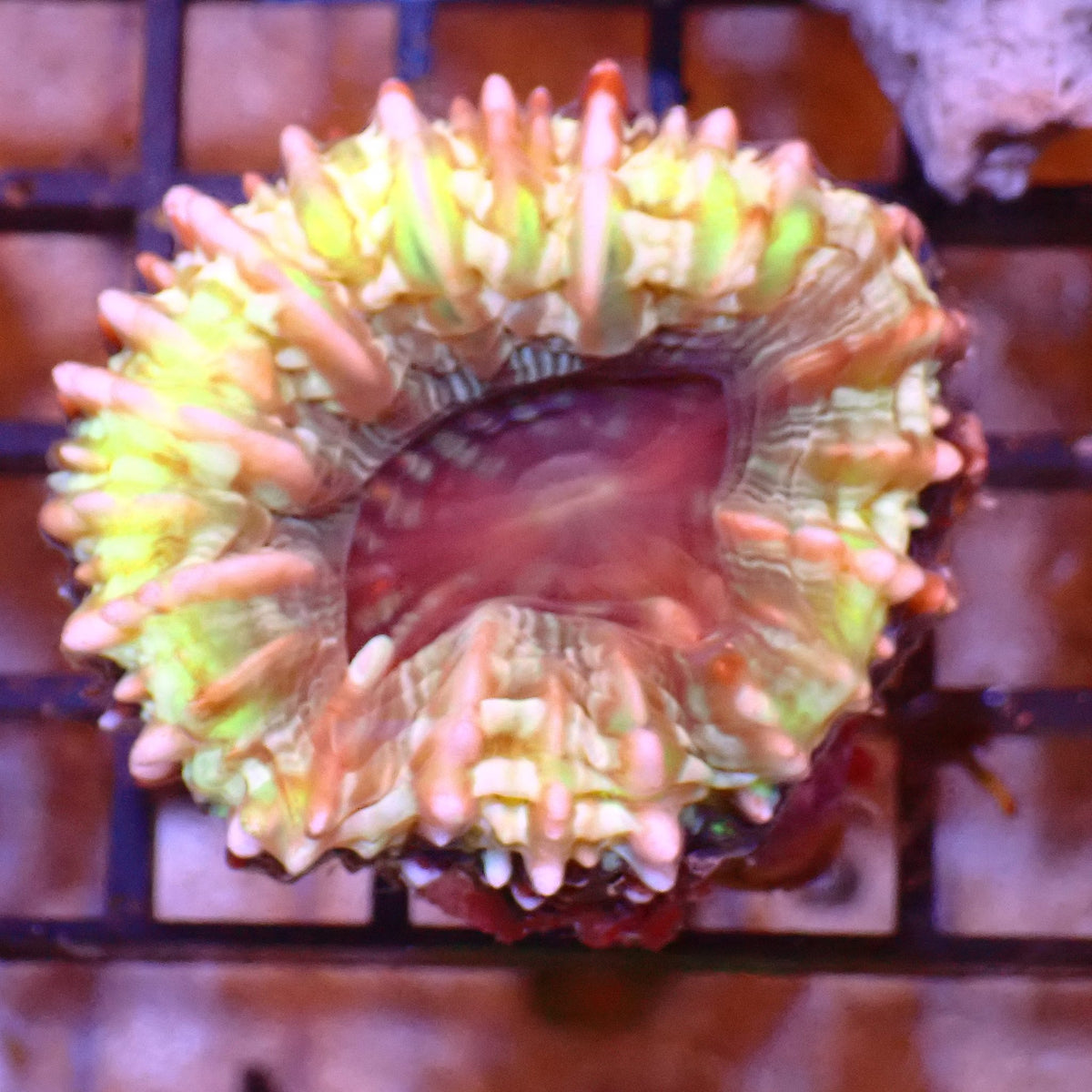 Cynarina / Button Coral AA009 | Cynarina lacrymalis at ← Red Sea 15k