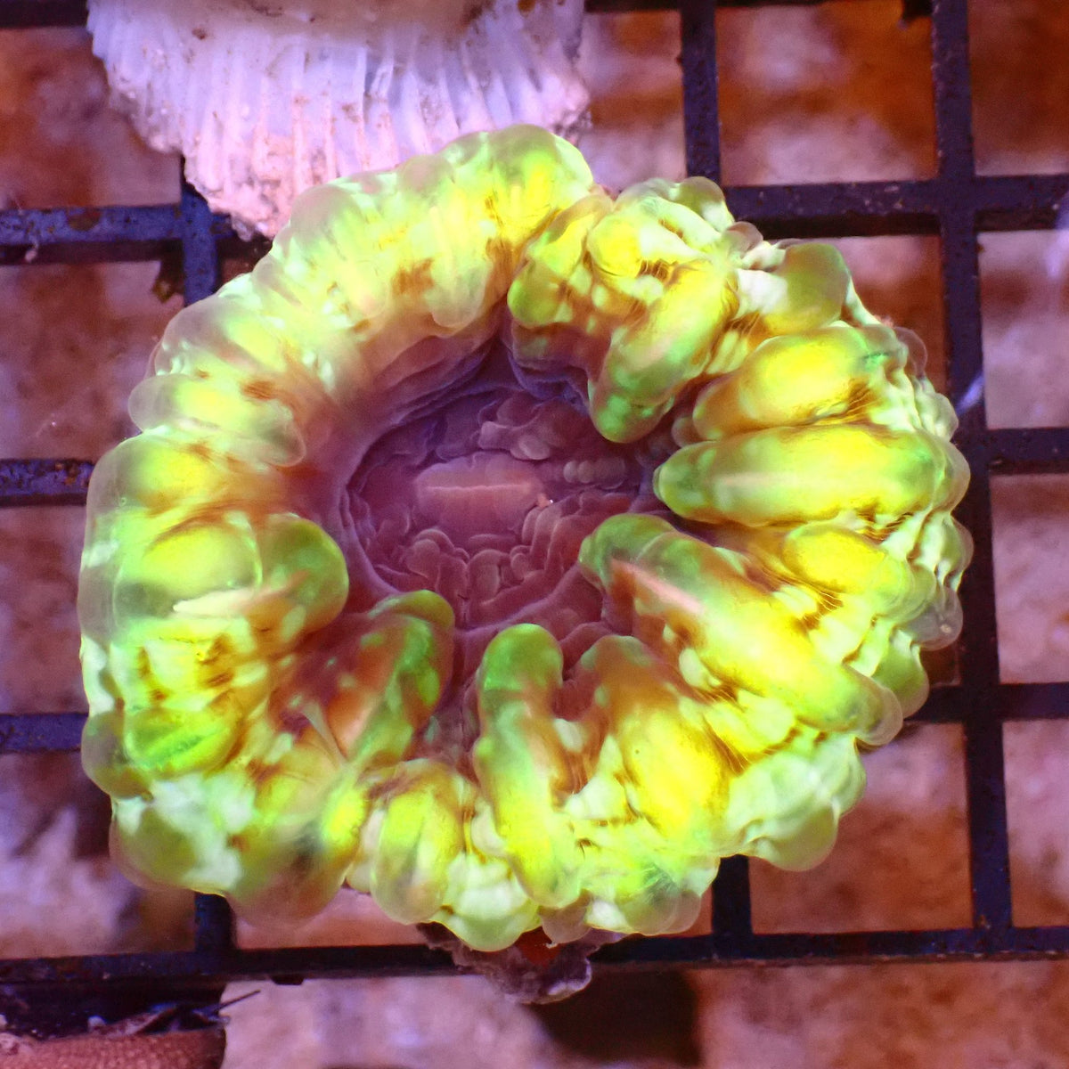 Cynarina / Button Coral AA012 | Cynarina lacrymalis - Red Sea 15K