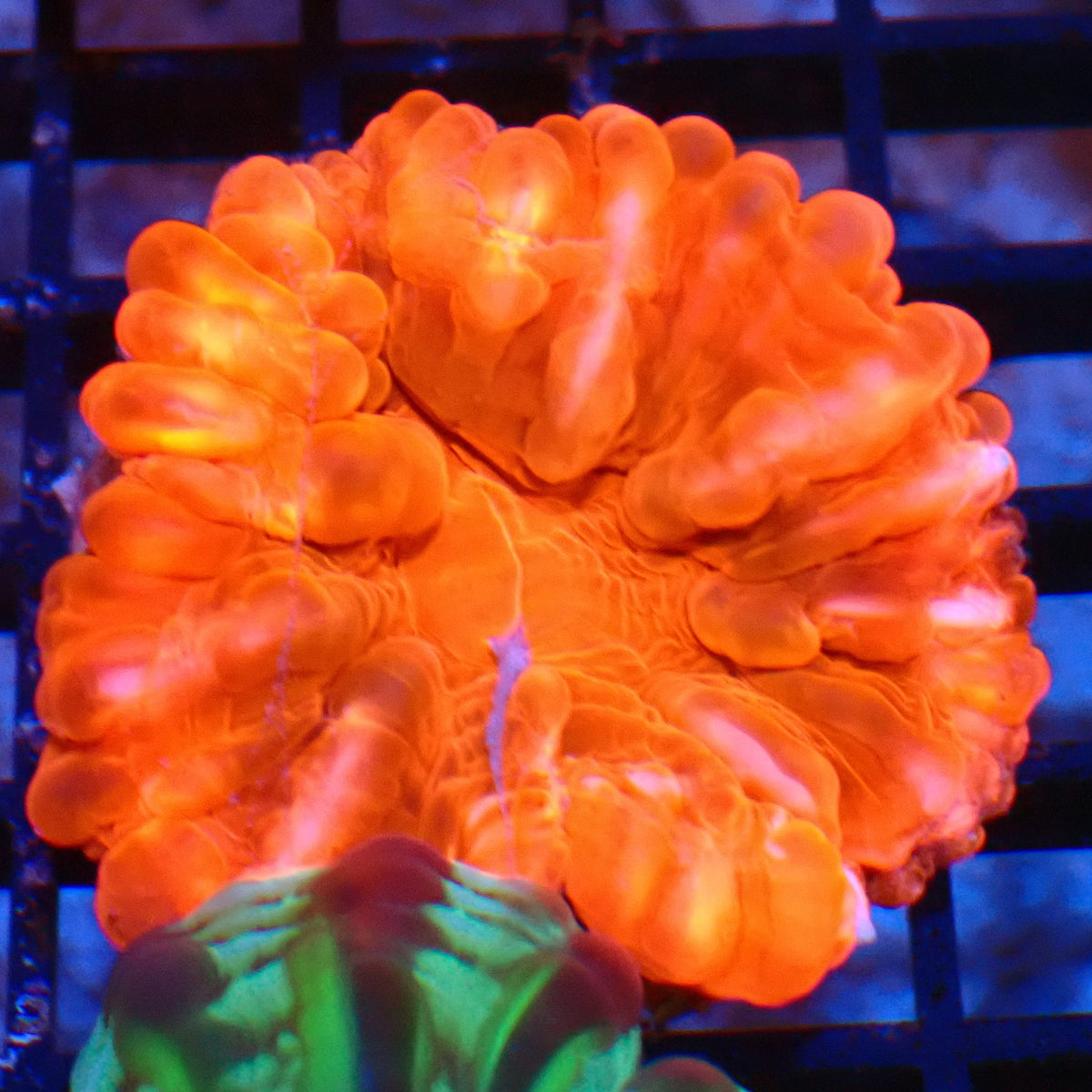 Cynarina / Button Coral AA007 | Cynarina lacrymalis - Red Sea 20K LED