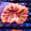 Cynarina / Button Coral AA008 | Cynarina lacrymalis - Red Sea 20K LED
