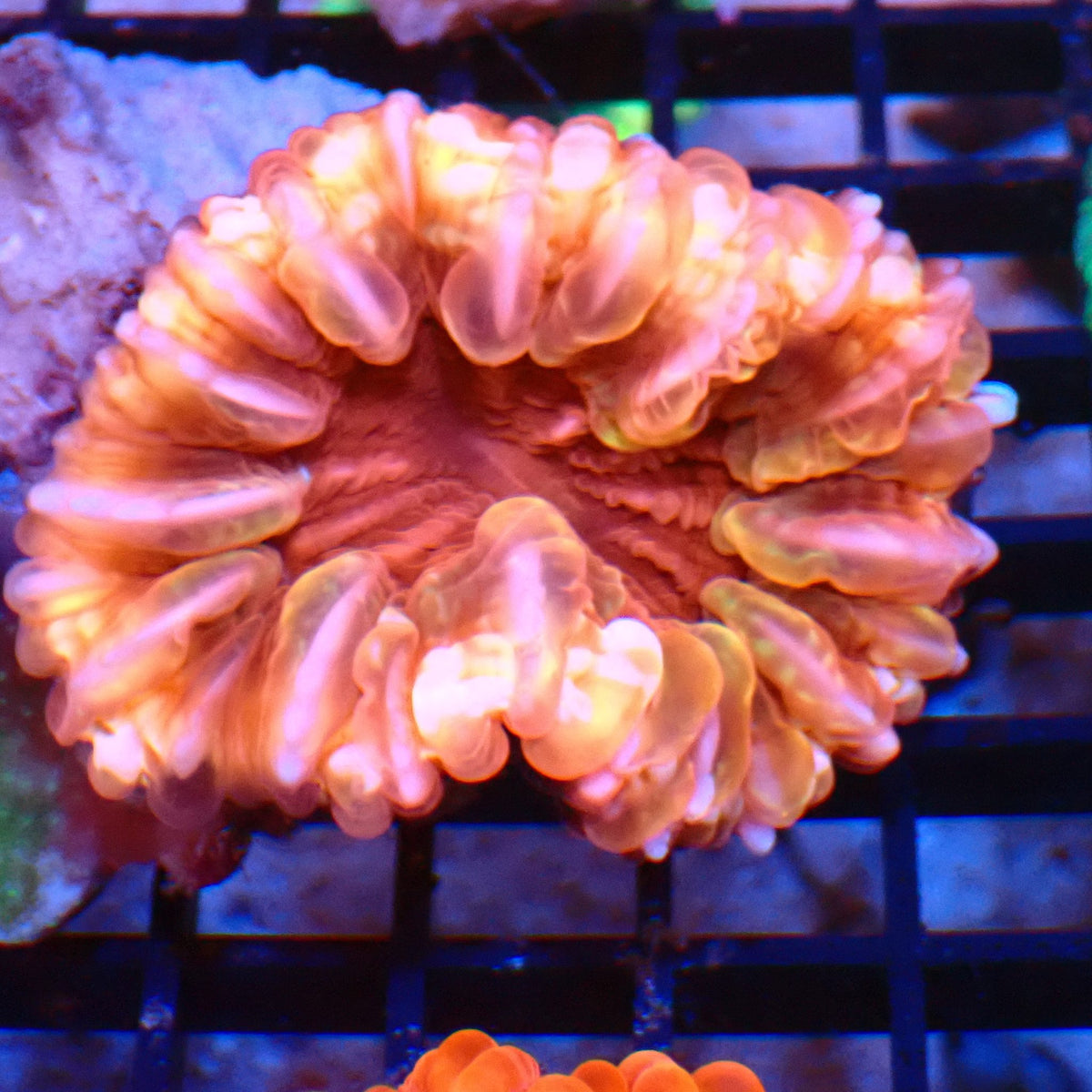 Cynarina / Button Coral AA008 | Cynarina lacrymalis at Red Sea 20k →