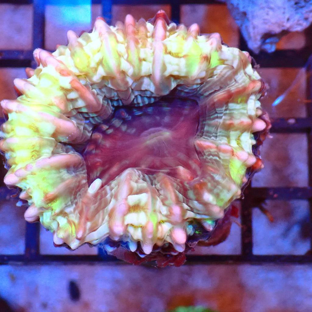 Cynarina / Button Coral AA009 | Cynarina lacrymalis - Red Sea 20K LED