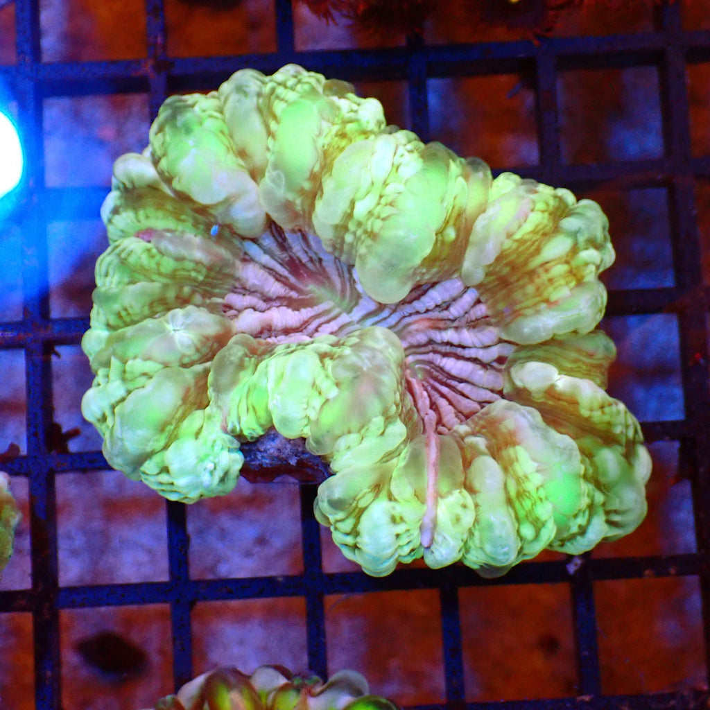 Cynarina / Button Coral AA010 | Cynarina lacrymalis - Red Sea 20K LED