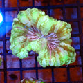 Cynarina / Button Coral AA010 | Cynarina lacrymalis - Red Sea 20K LED
