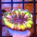Cynarina / Button Coral AA011 | Cynarina lacrymalis - Red Sea 20K LED