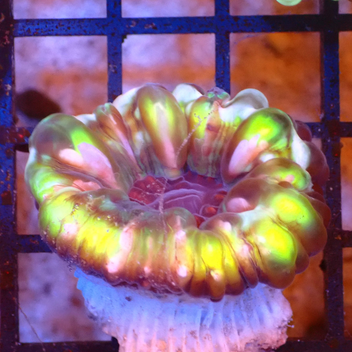 Cynarina / Button Coral AA011 | Cynarina lacrymalis at Red Sea 20k →