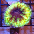 Cynarina / Button Coral AA012 | Cynarina lacrymalis - Red Sea 20K LED