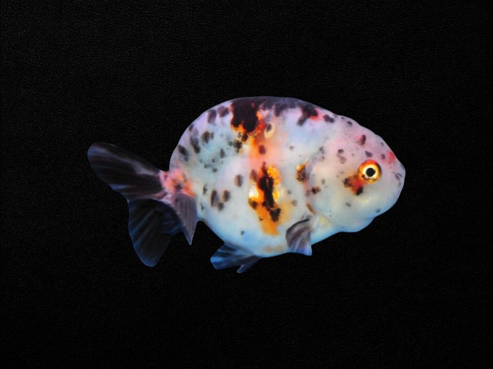 Calico Ranchu