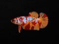 Candy Plakat Female