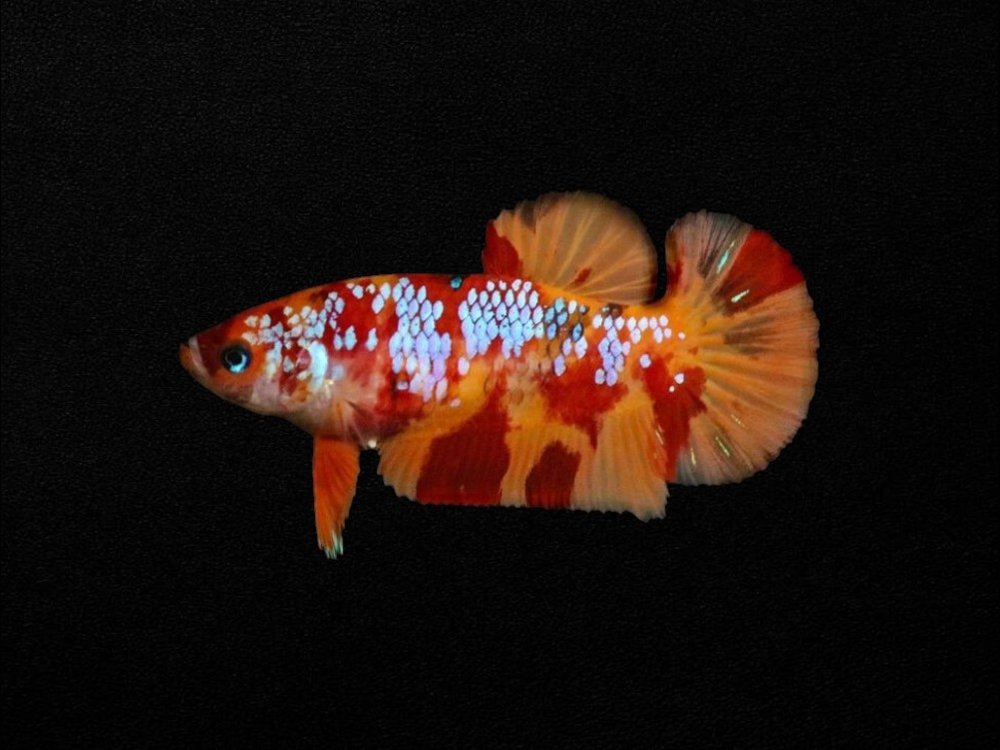 Candy Plakat Female