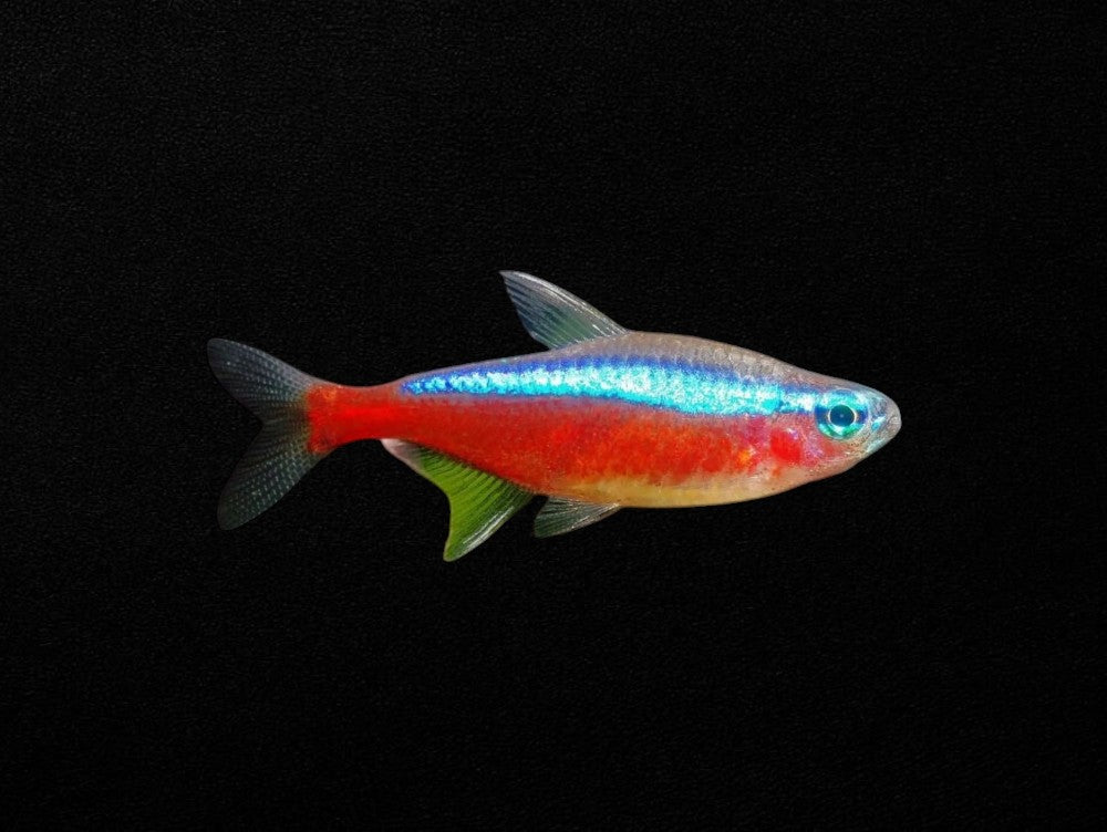 Cardinal Tetra