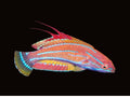 Carpenters Flasher Wrasse | Paracheilinus carpenteri