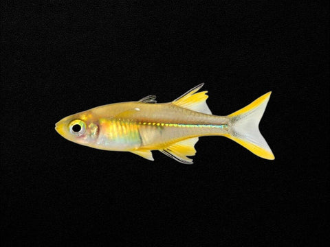 Celebes Rainbowfish