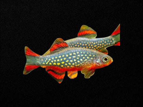 Celestial Pearl Danio