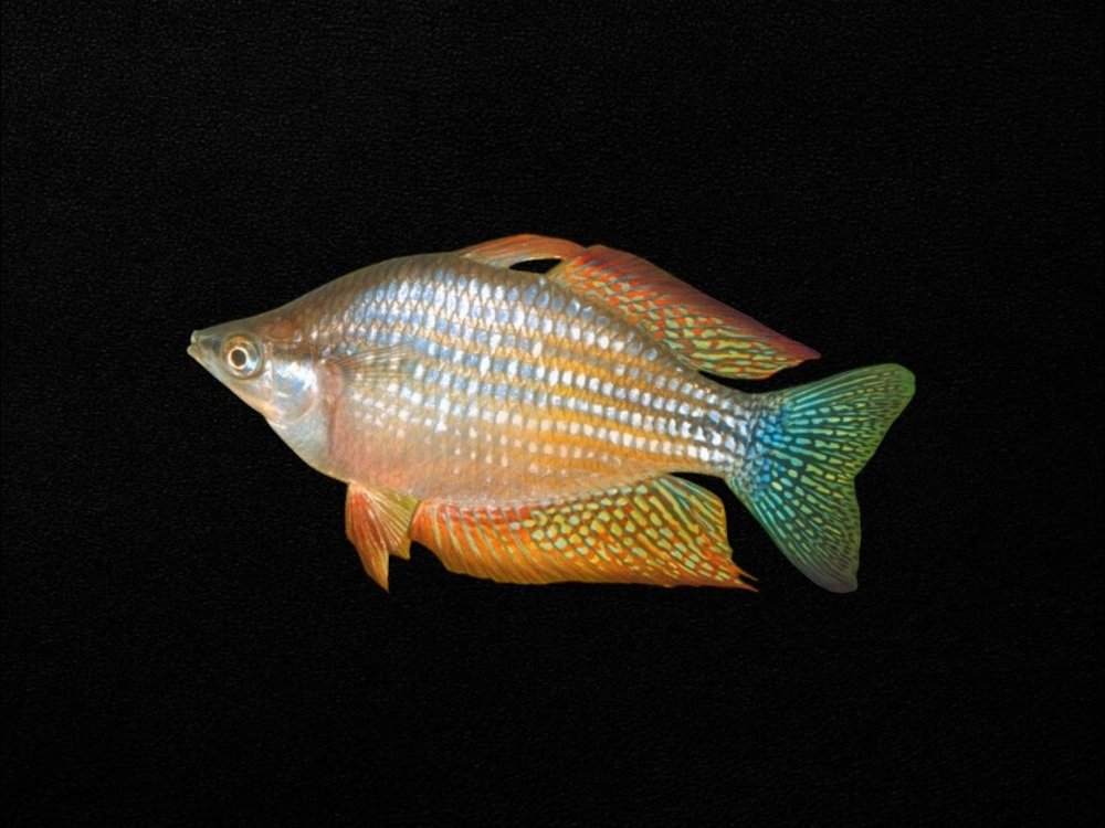 Chequered Rainbowfish