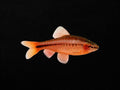 Cherry Barb