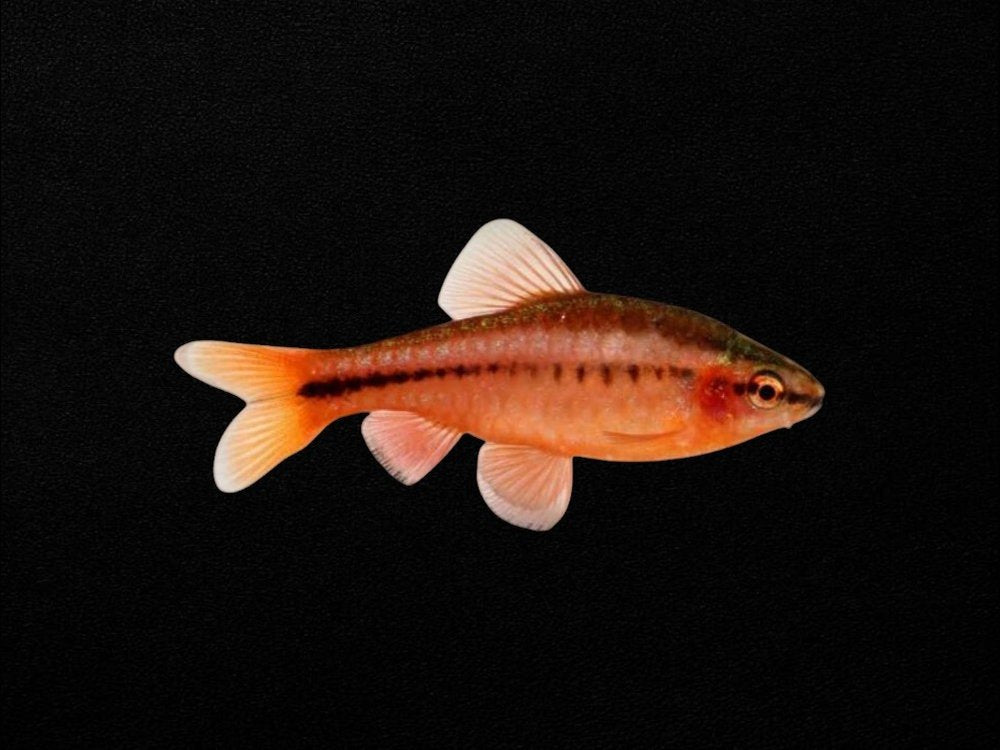 Cherry Barb
