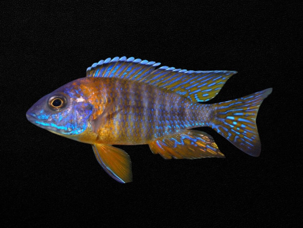 Chiloela Peacock