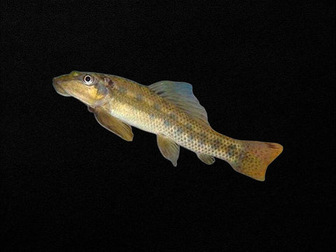 Chinese Algae Eater