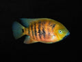 Chiseltooth Cichlid